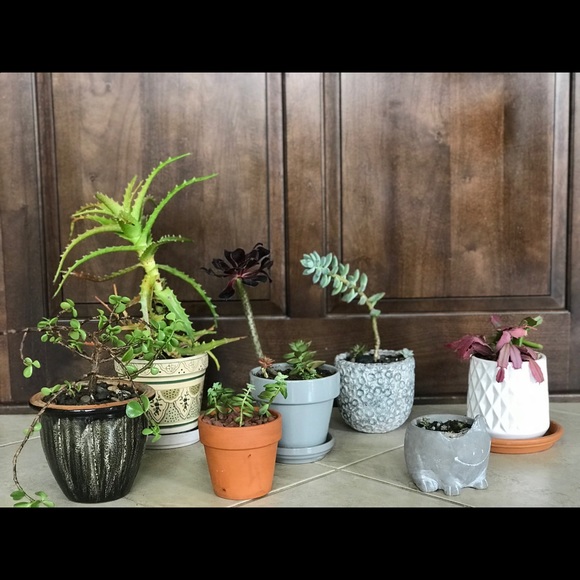 Meet your Posher, Tess - Picture 2 of 2